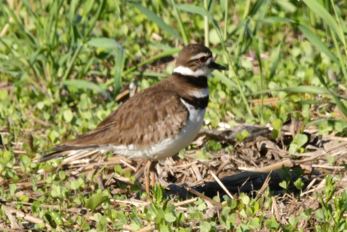 Killdeer - ML343115581