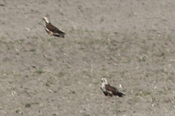 Swainson's Hawk - ML343117871