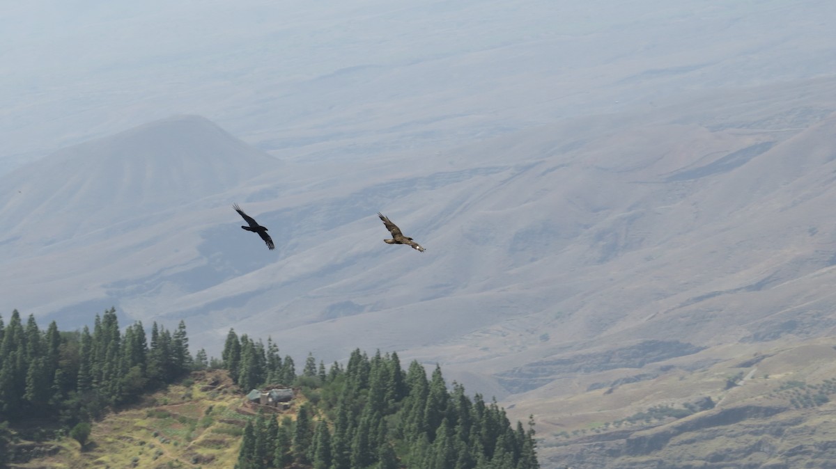 Common Buzzard (Cape Verde) - ML343118131