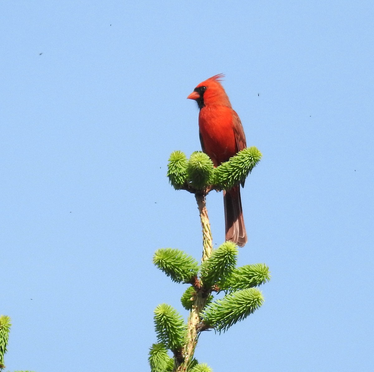 Northern Cardinal - ML343122321