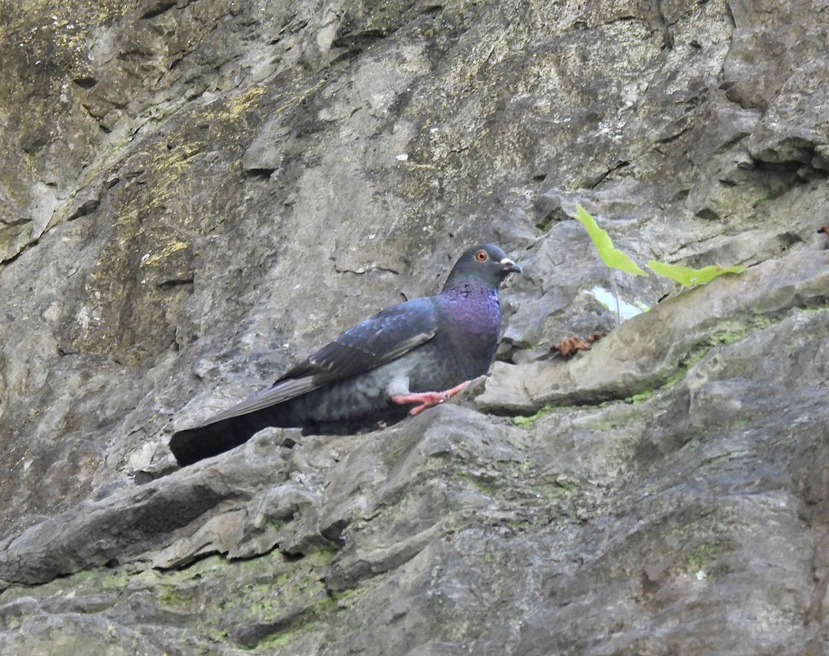 Rock Pigeon (Feral Pigeon) - ML343122791