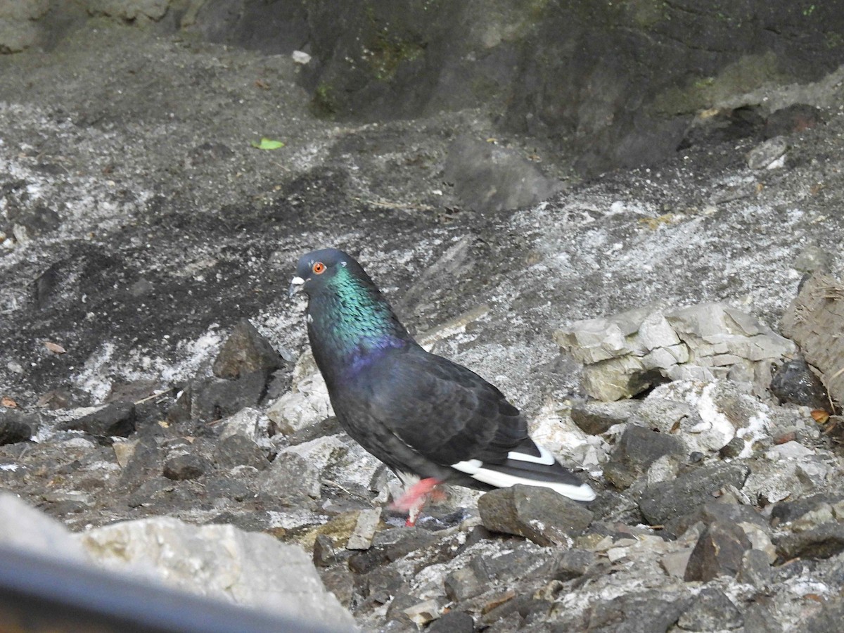 Rock Pigeon (Feral Pigeon) - ML343122821