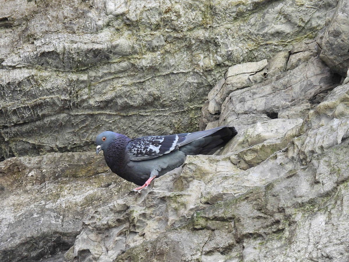 Rock Pigeon (Feral Pigeon) - Roseanna Denton