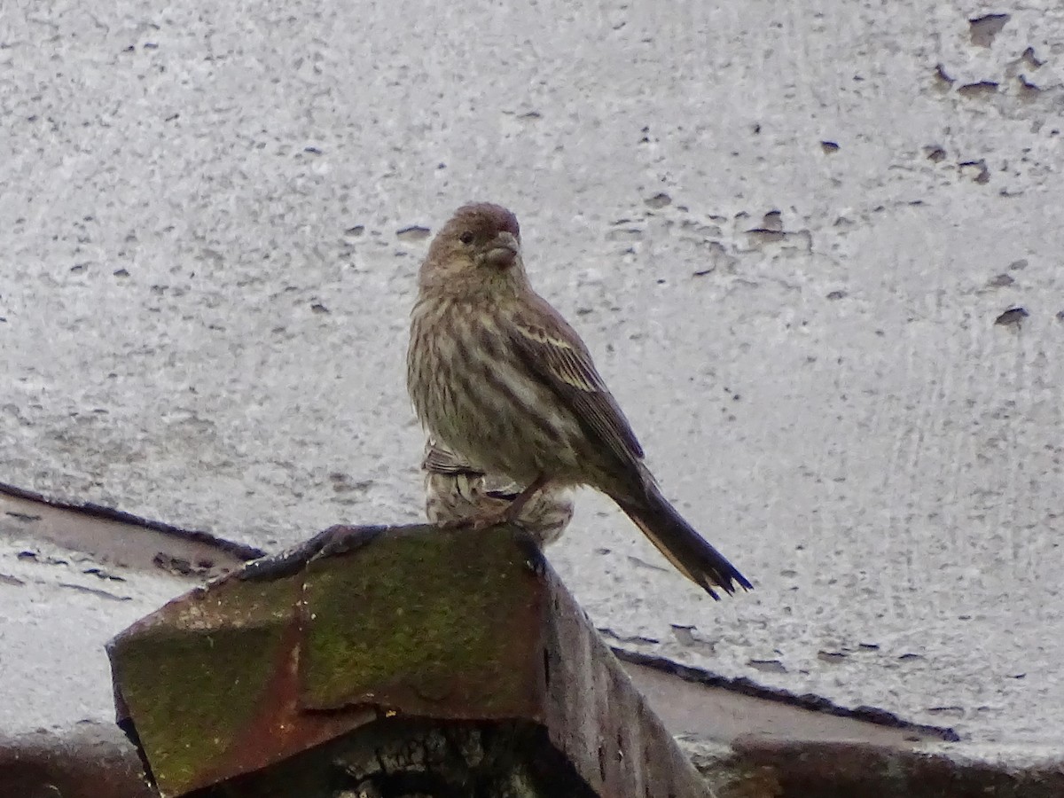 House Finch - Jeffrey Roth