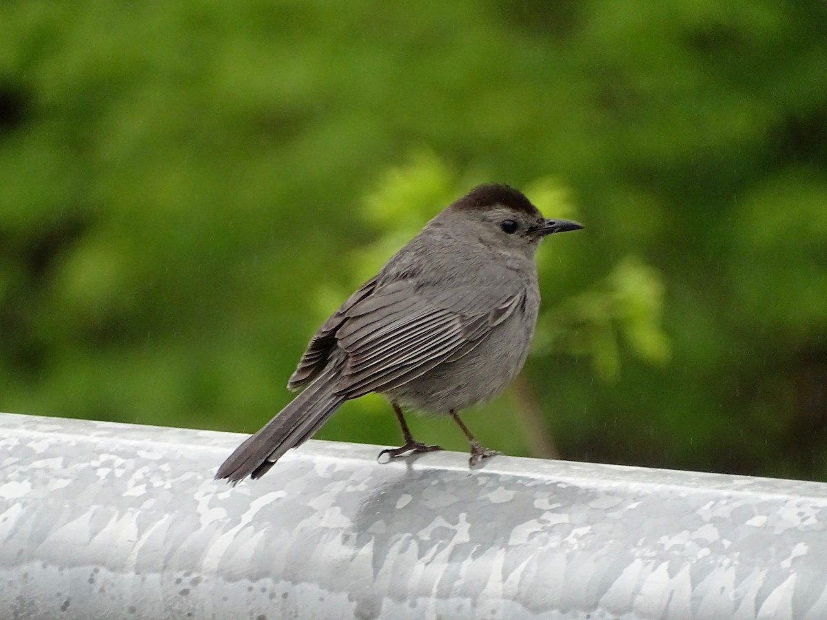 Pájaro Gato Gris - ML343124581