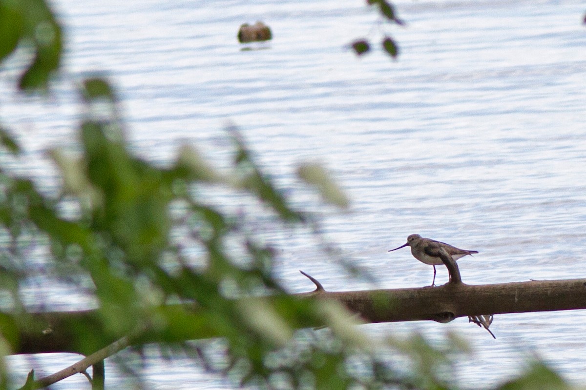 Terek Sandpiper - Volkan Donbaloglu