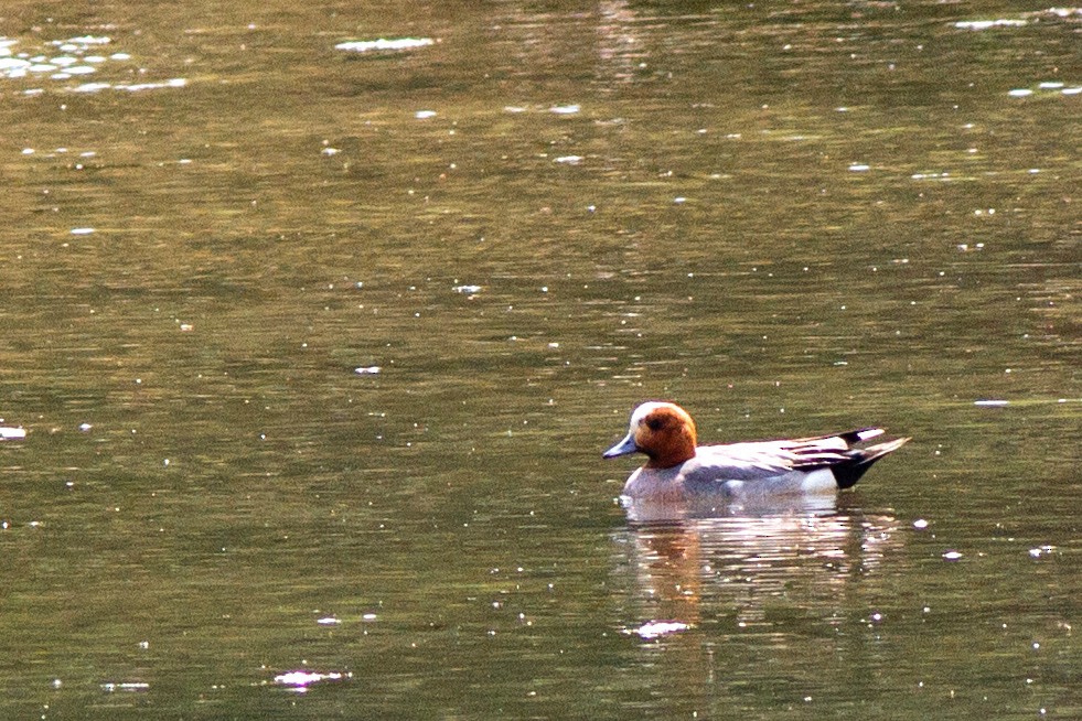 Зээрд нугас - ML343126191