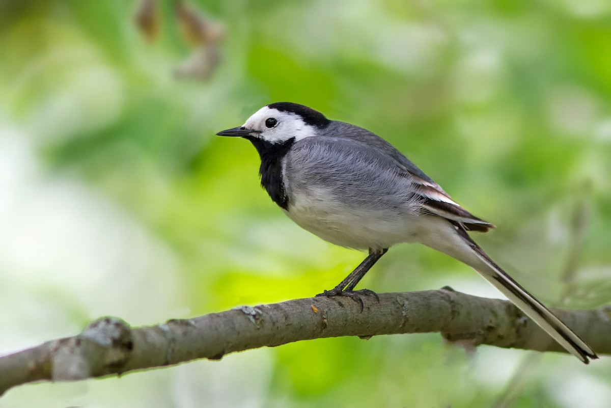 Хөх цэгцгий - ML343126241