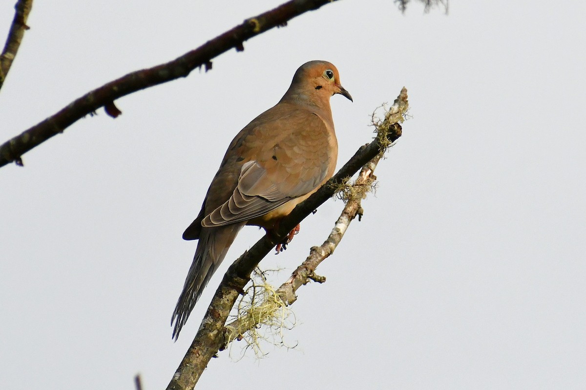 Mourning Dove - ML343129301