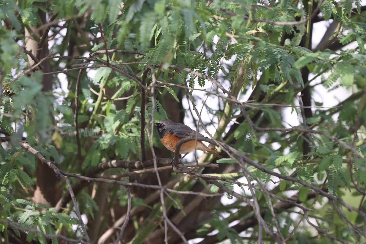 Common Redstart (Common) - Kichu Aravind