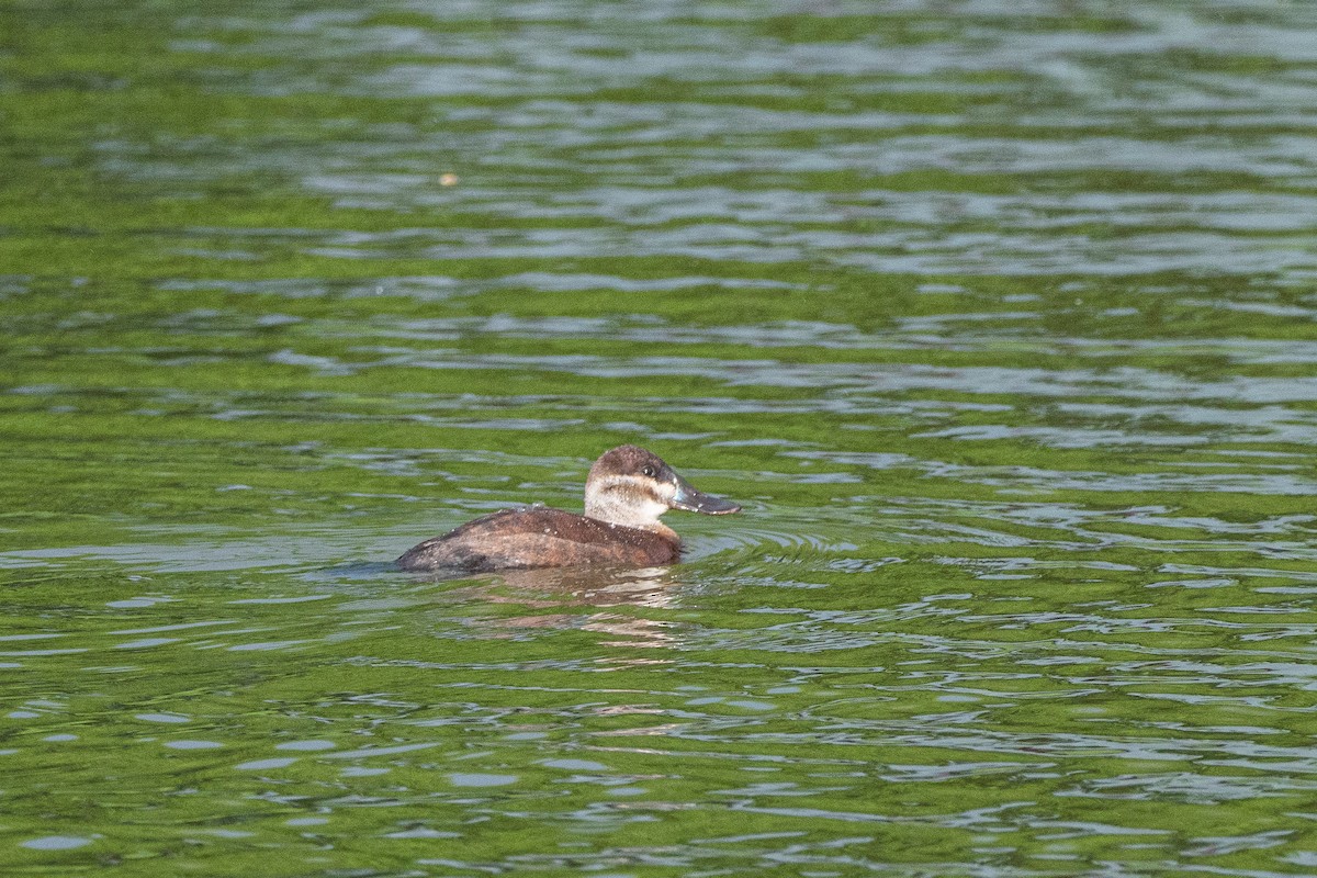 Ruddy Duck - Carsten Stiller