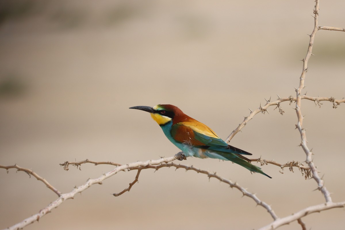 European Bee-eater - Kichu Aravind
