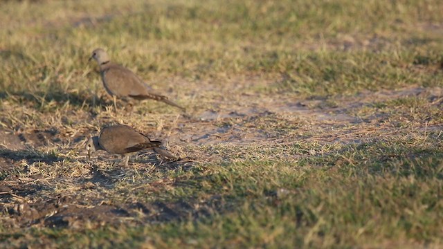 灰斑鳩 - ML343133791