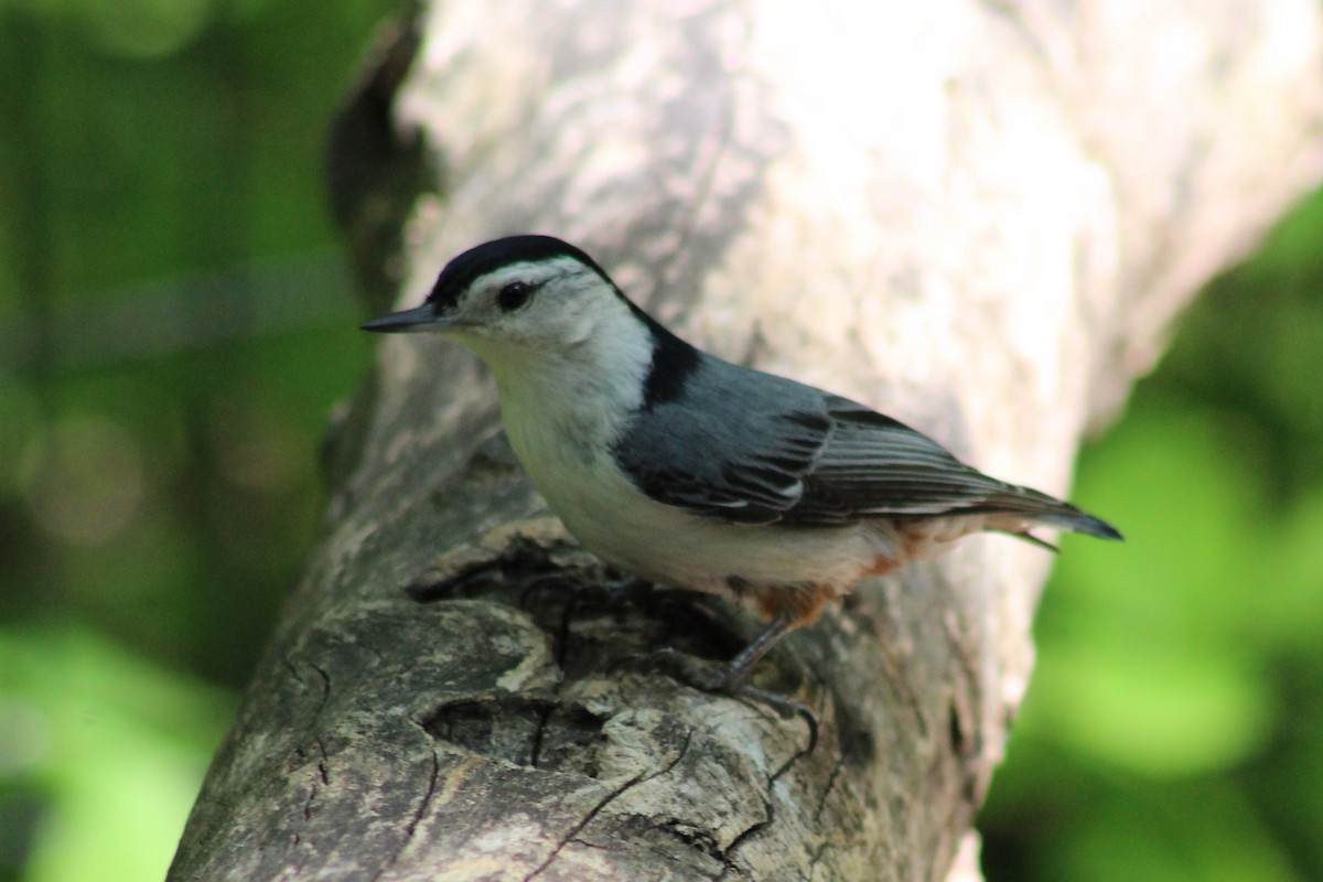 White-breasted Nuthatch - ML343134031