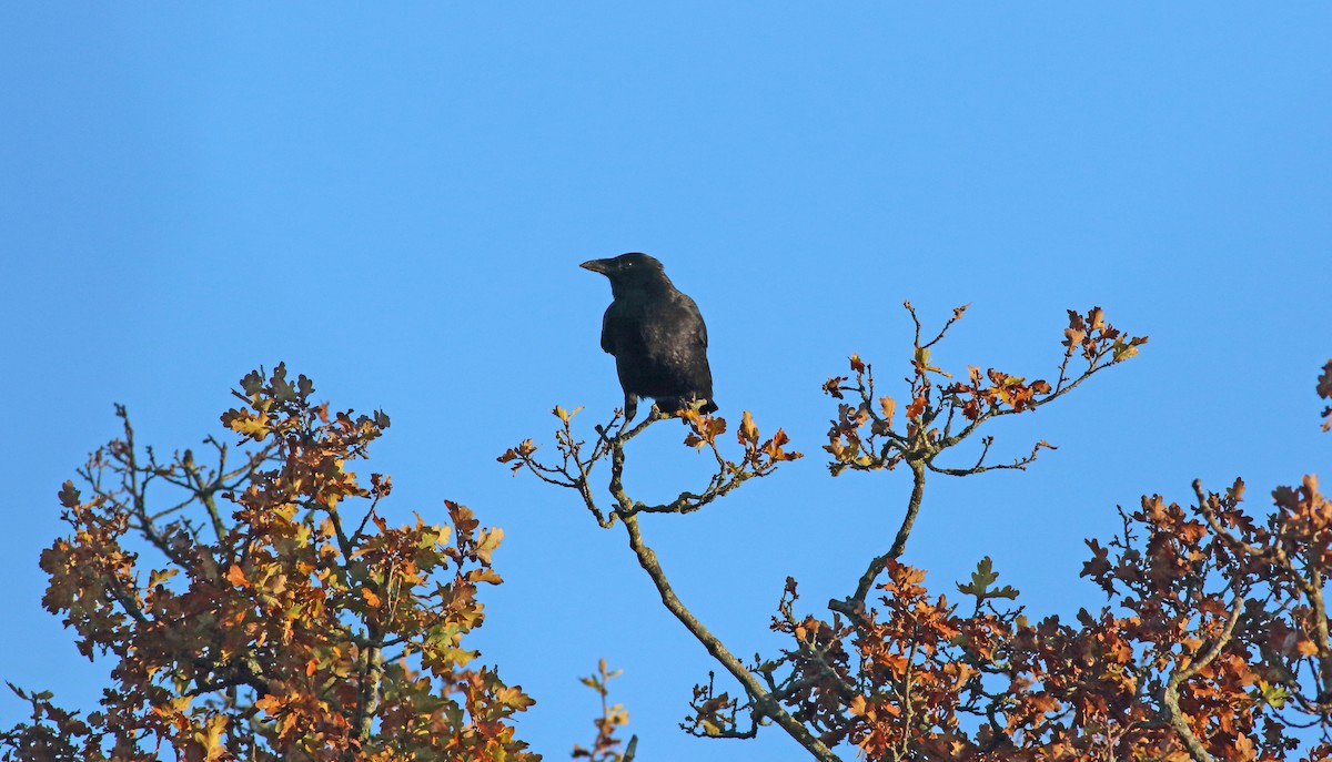 Carrion Crow - ML343134201