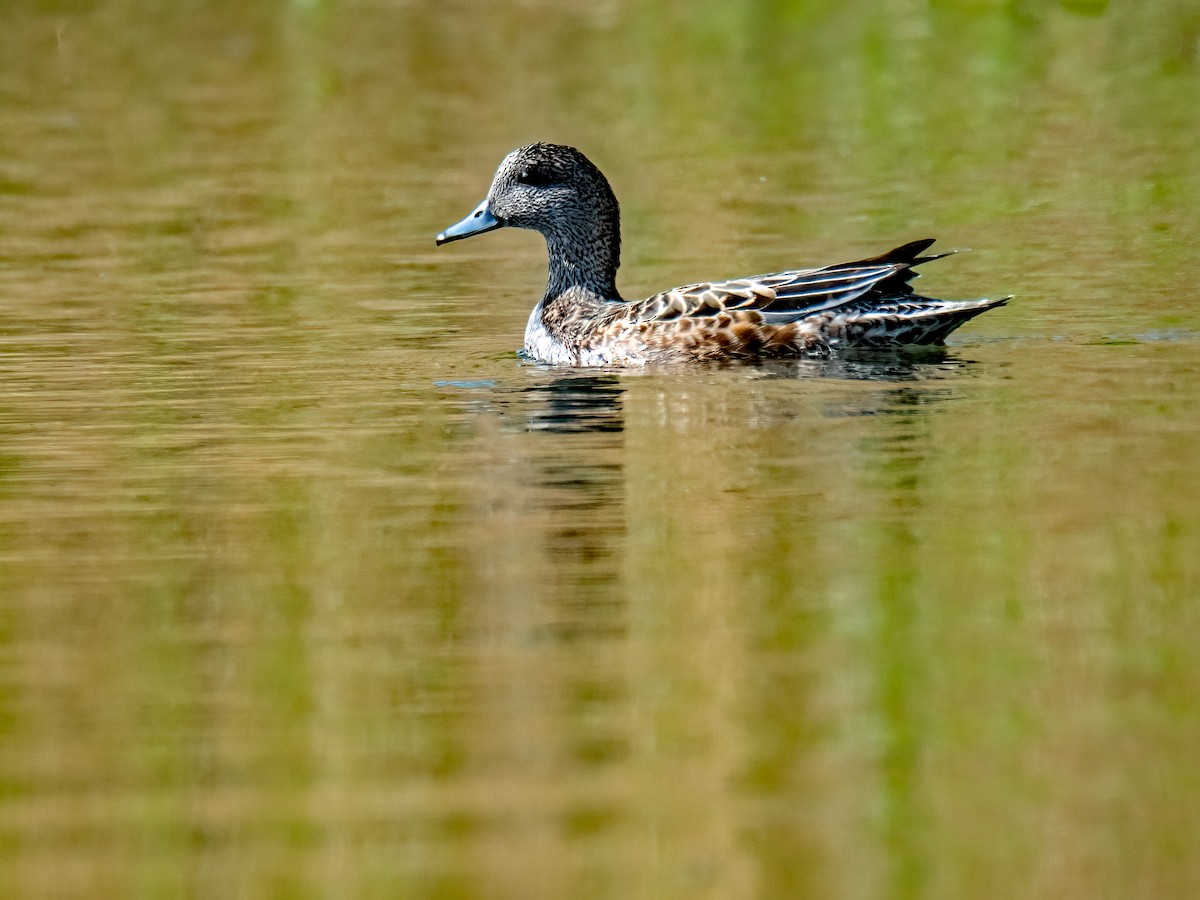 Canard d'Amérique - ML343134451