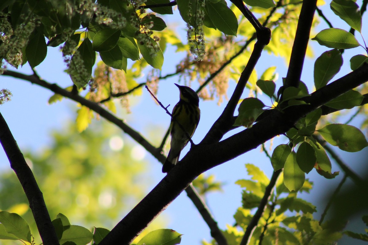 Magnolia Warbler - Gregory Smyth