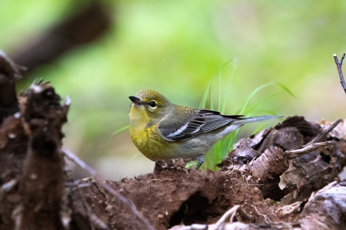 Pine Warbler - ML343134681