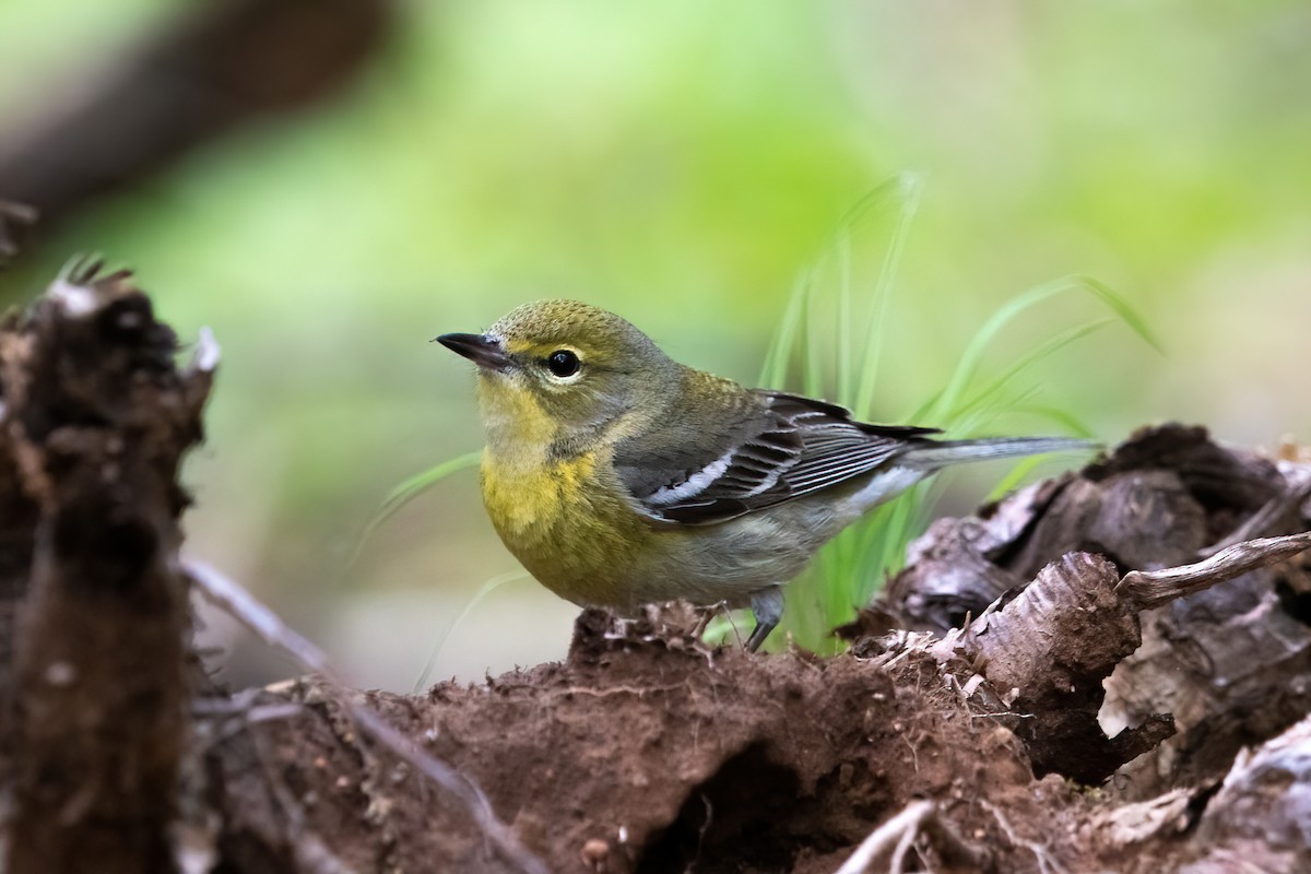 Pine Warbler - ML343134691