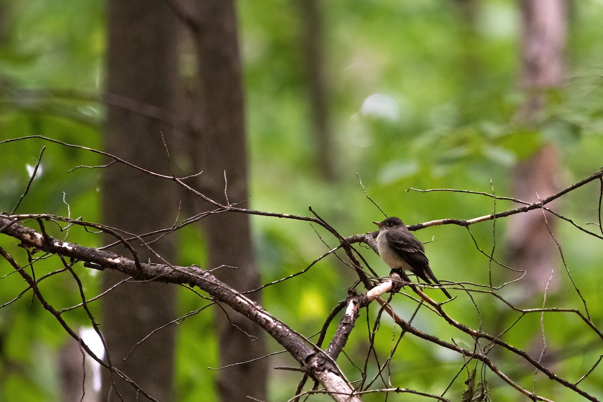 Eastern Wood-Pewee - Kelly Leap