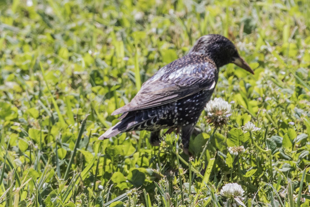 European Starling - Ann Van Sant