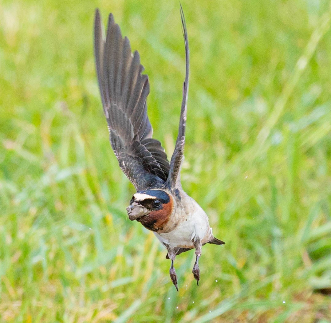 Cliff Swallow - ML343138111