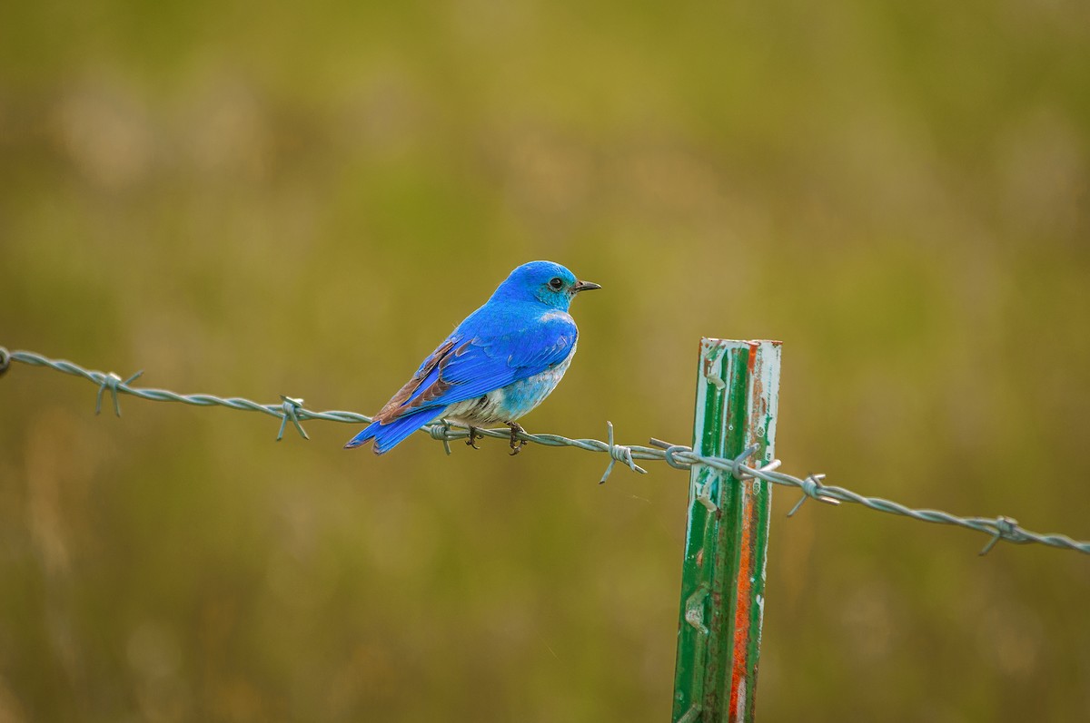 Mountain Bluebird - ML34313951