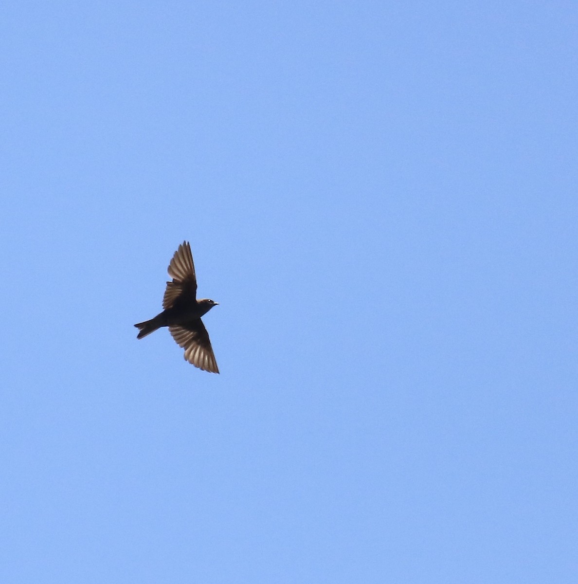 Galapagos Martin - ML343139521