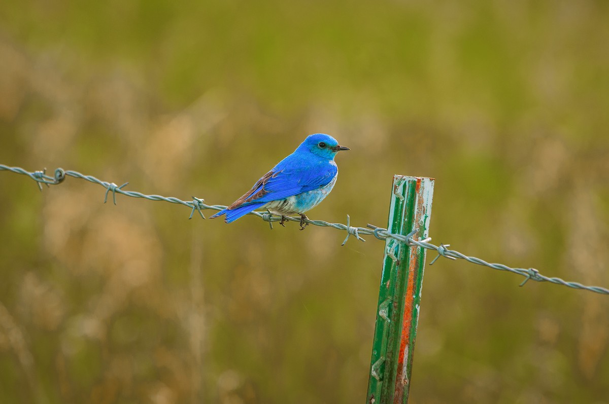 Mountain Bluebird - ML34313961