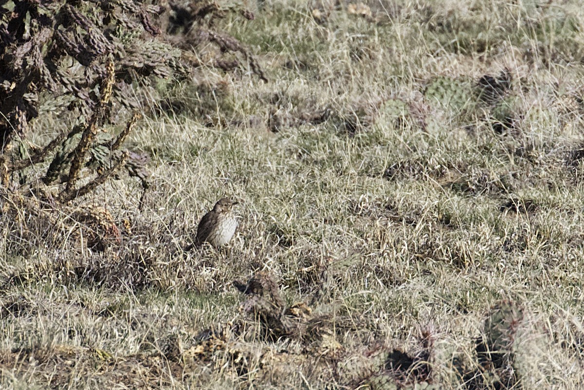 Sage Thrasher - ML343141761