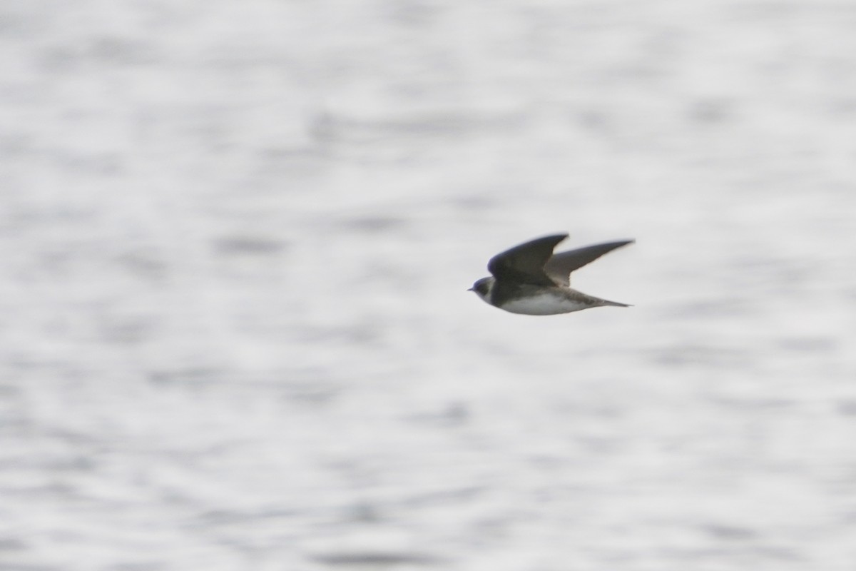 Bank Swallow - ML343142351