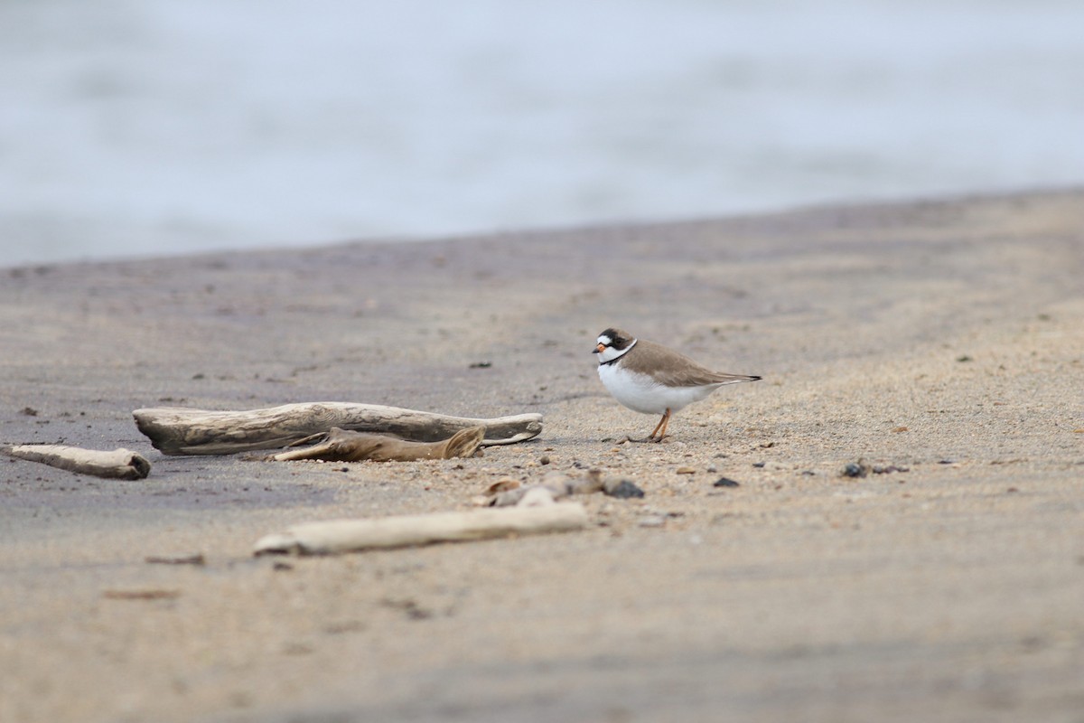 Semipalmated Plover - ML343143521
