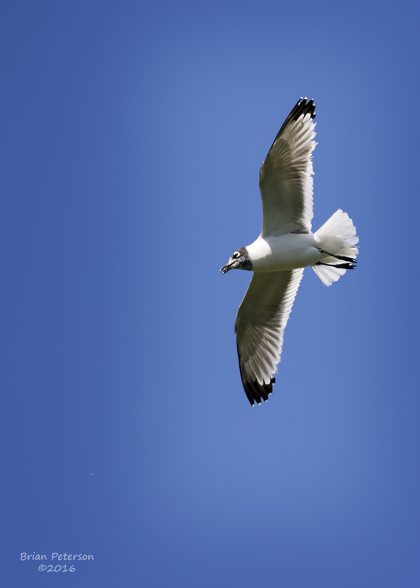 Franklin's Gull - ML34314611