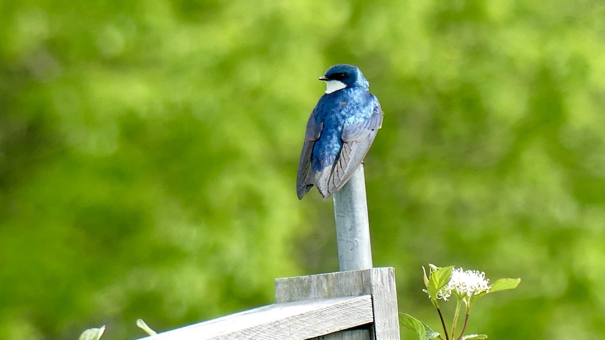 Tree Swallow - ML343146681