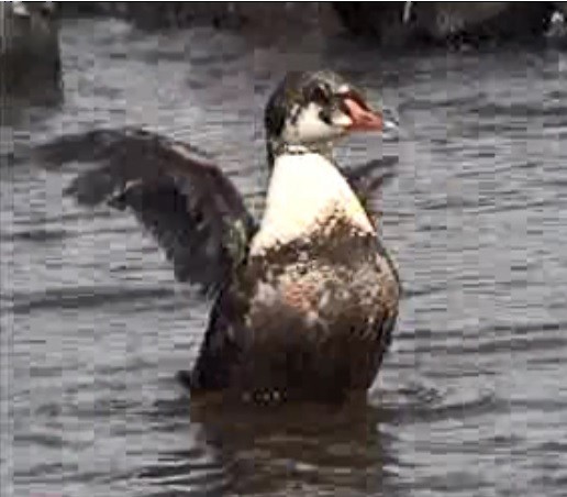 King Eider - ML34314781