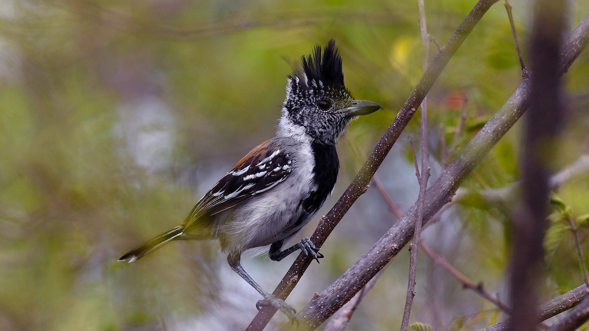 Black-crested Antshrike - James Livaudais