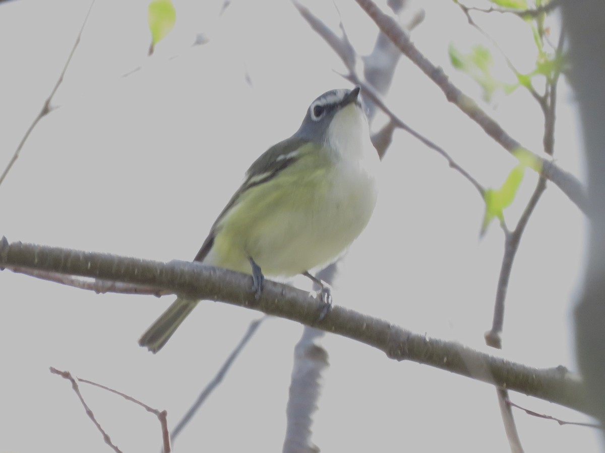 Blue-headed Vireo - ML343149211