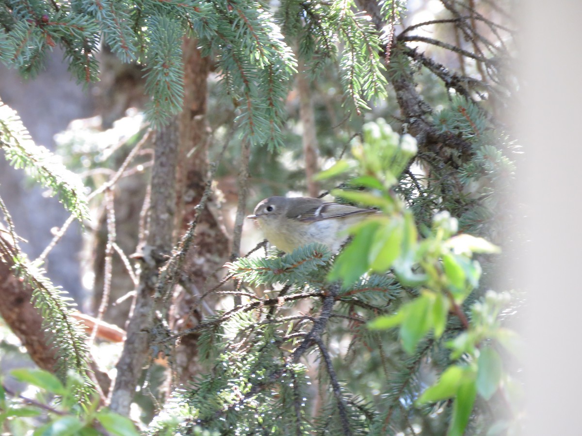 Ruby-crowned Kinglet - John Brattey