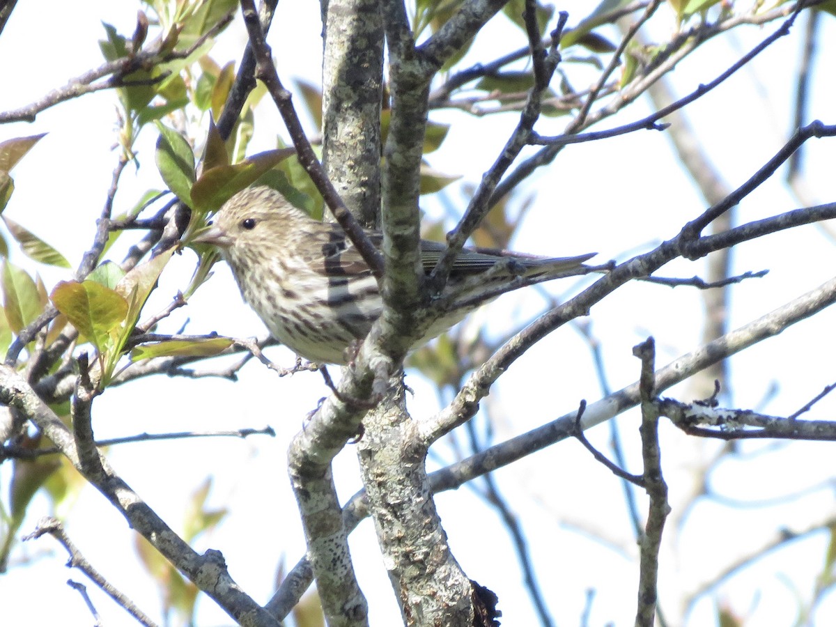 Pine Siskin - ML343149541