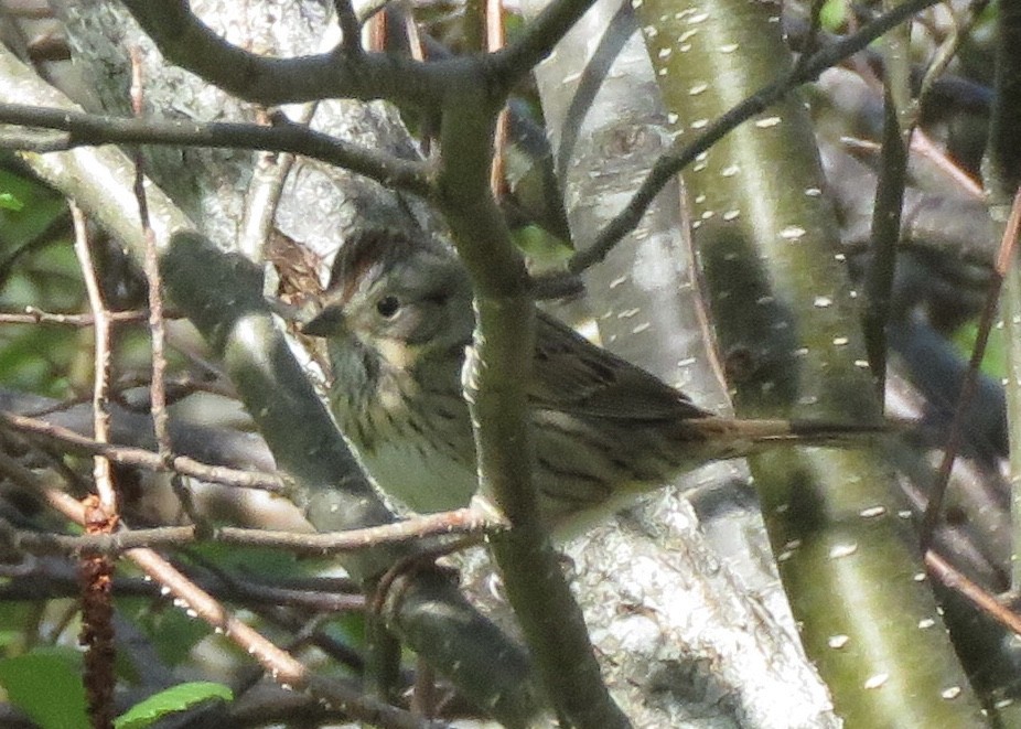 Lincoln's Sparrow - ML343149581