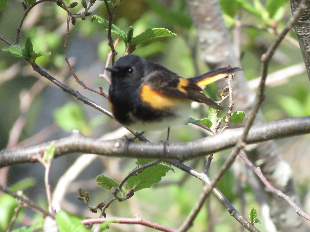 American Redstart - John Brattey