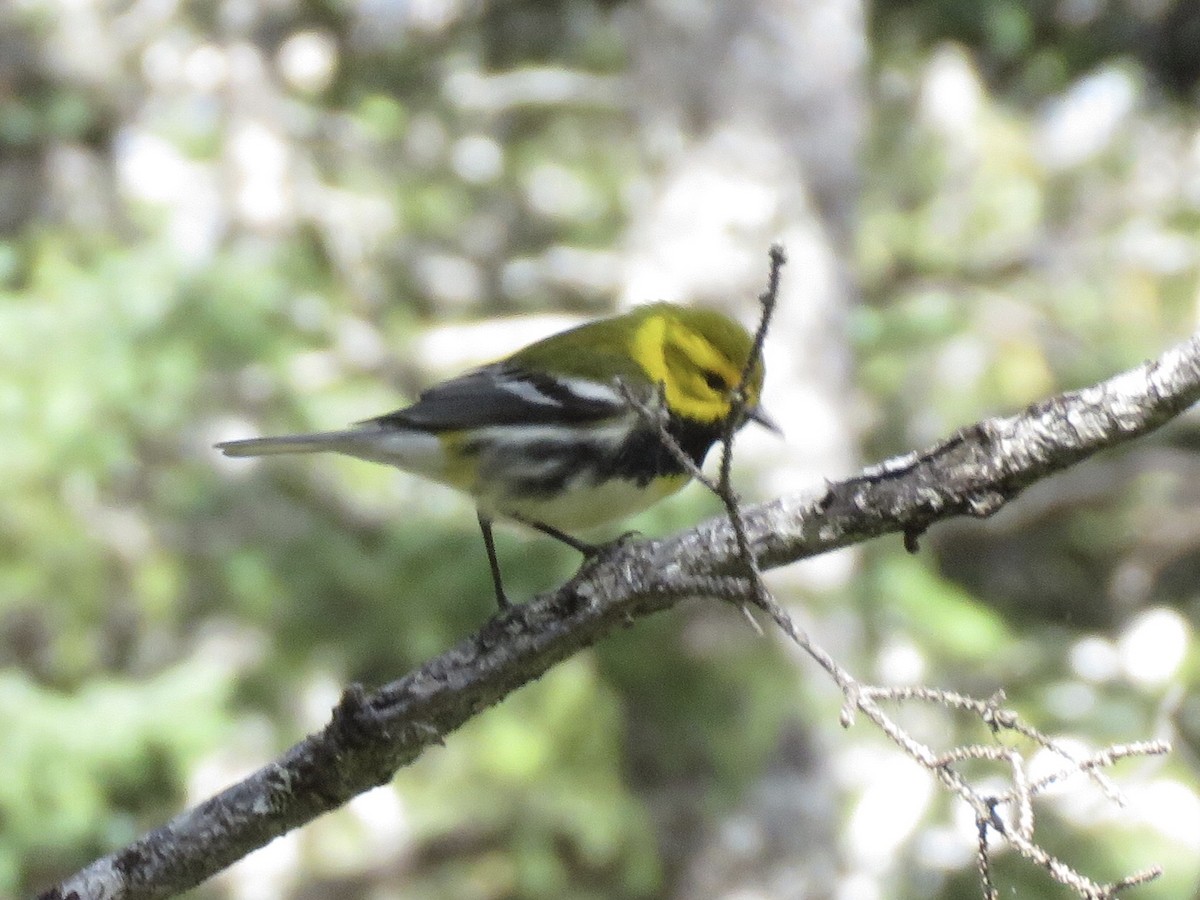 Black-throated Green Warbler - ML343149961