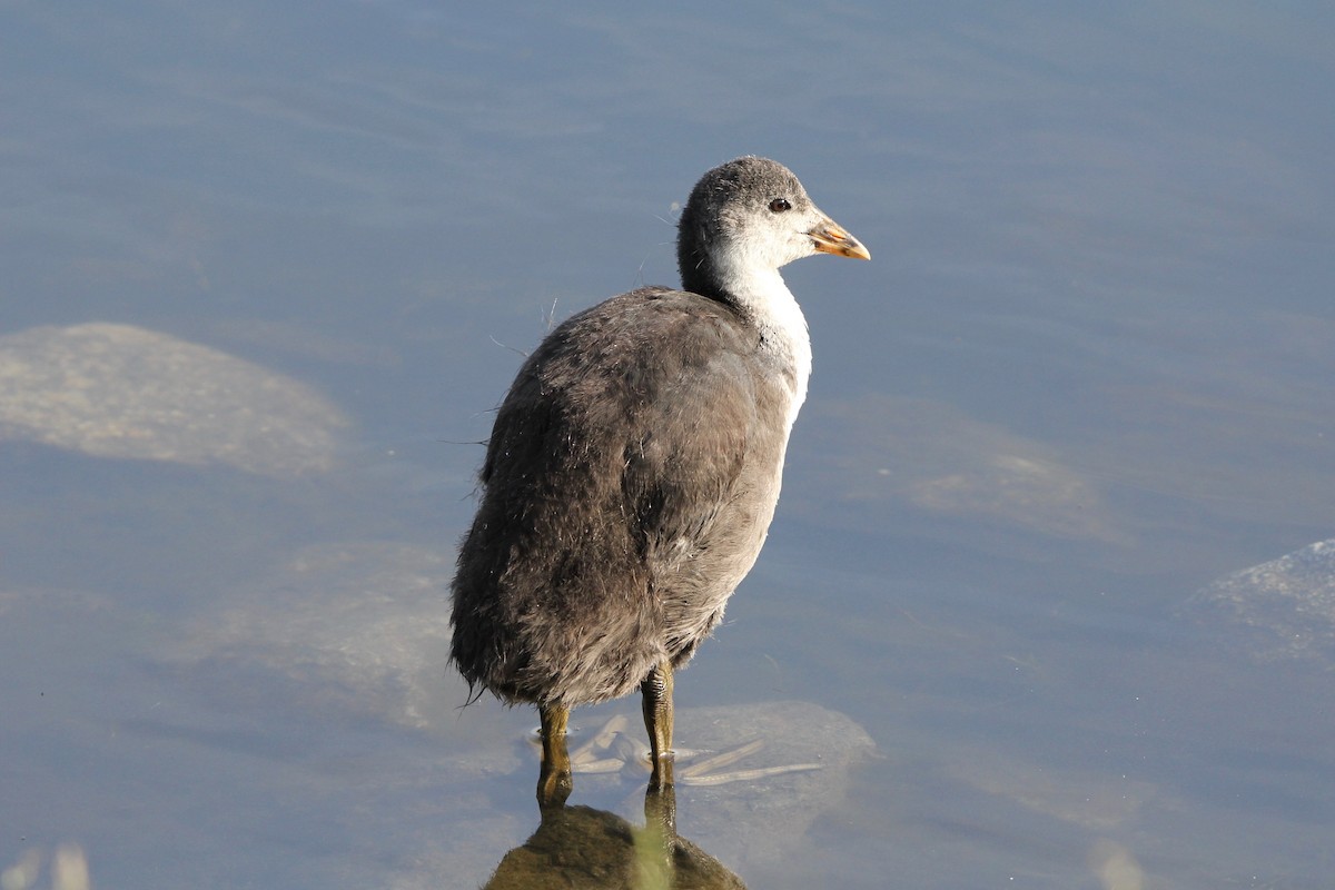 Eurasian Coot - Robert Gowan