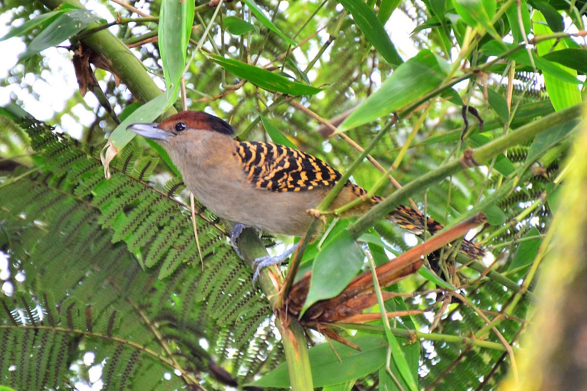 Batará Gigante - ML343151931