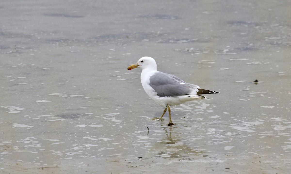 California Gull - ML343151951