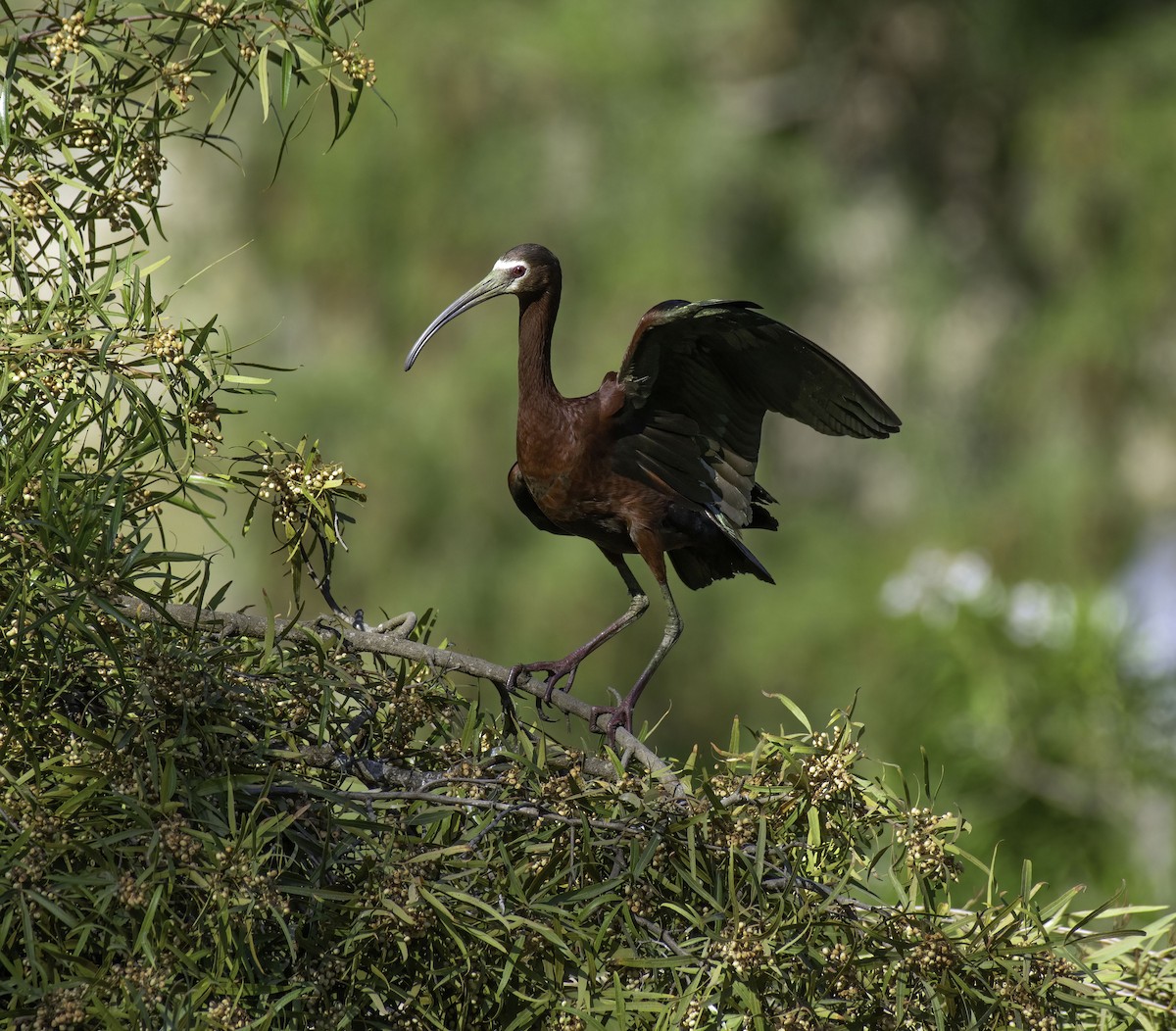 White-faced Ibis - ML343152841