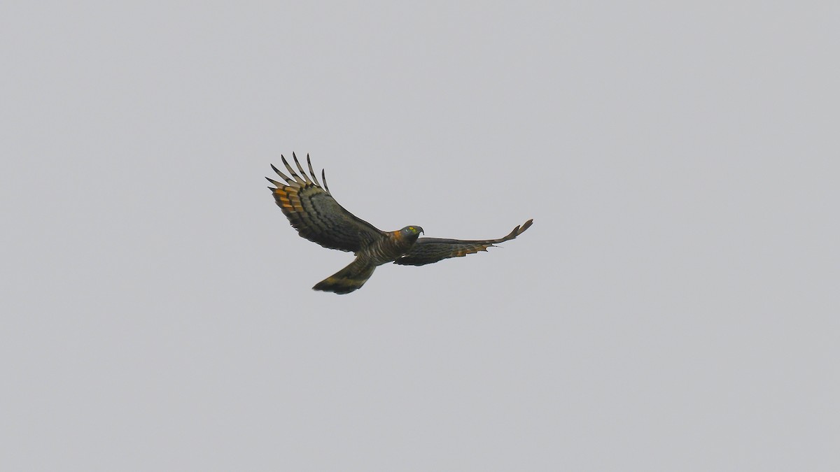 Hook-billed Kite - ML343155601