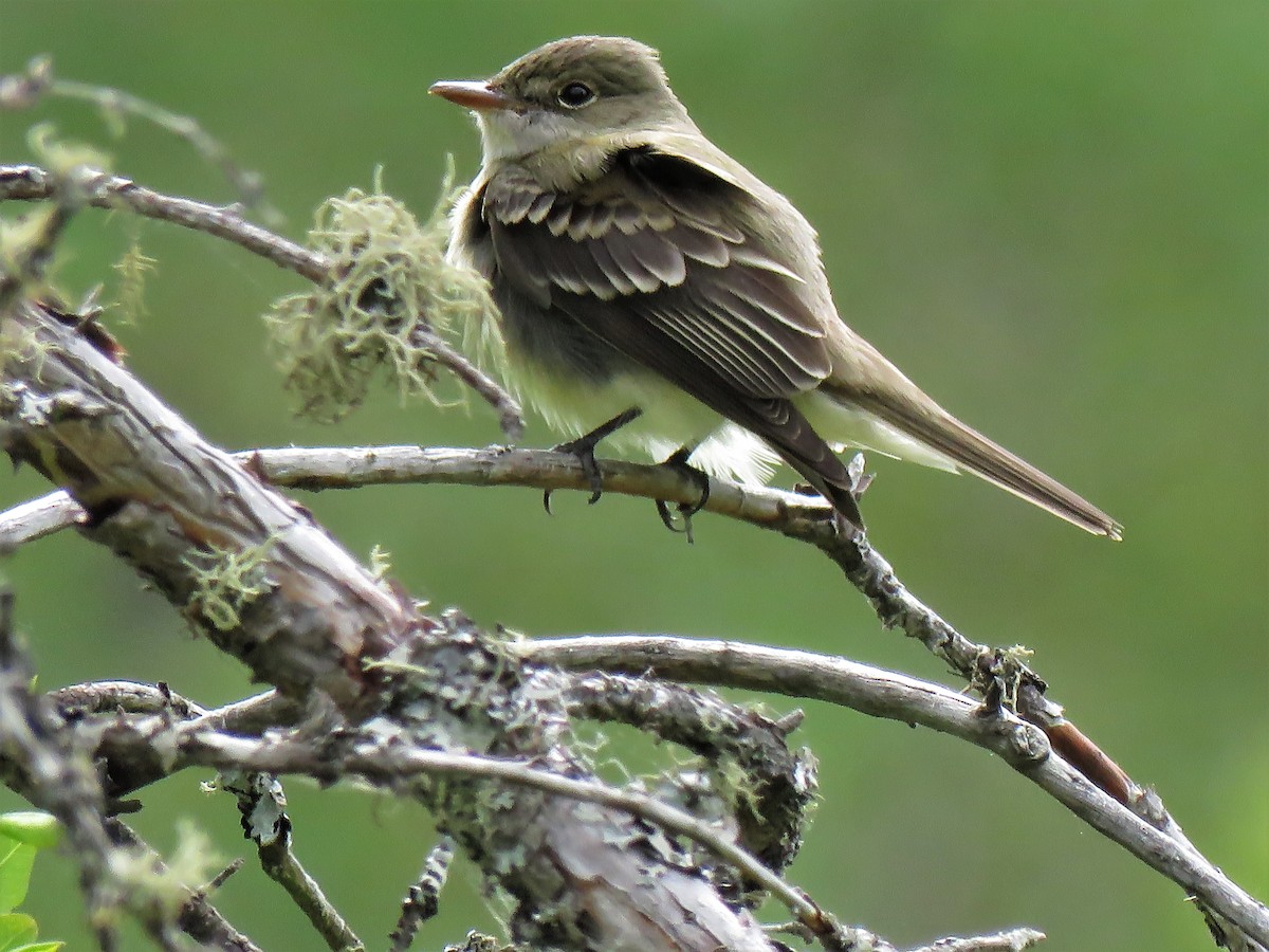 Alder Flycatcher - ML343156801