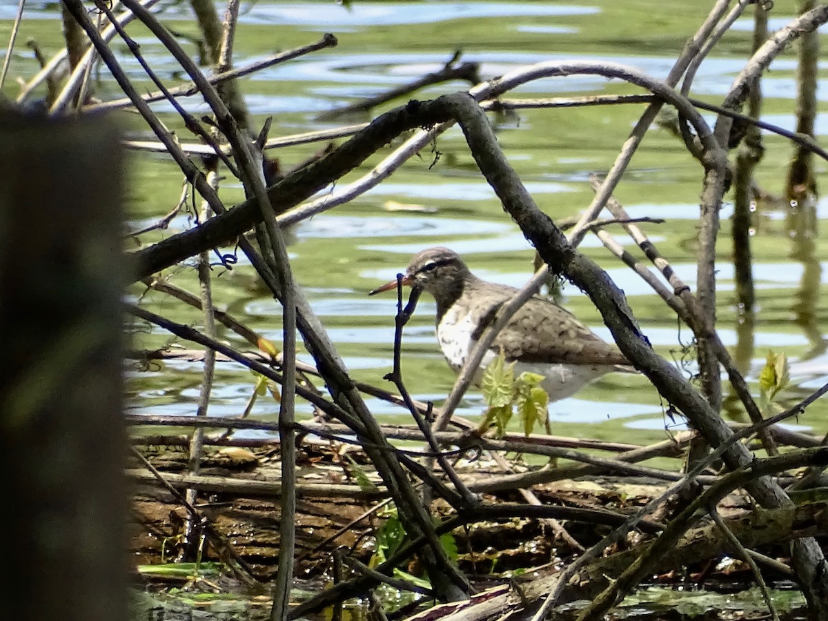 Spotted Sandpiper - ML343156961