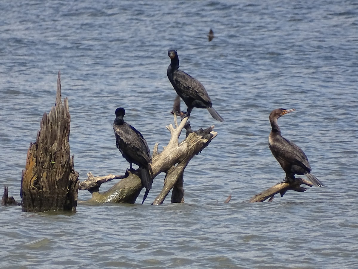 Cormoran à aigrettes - ML343157131